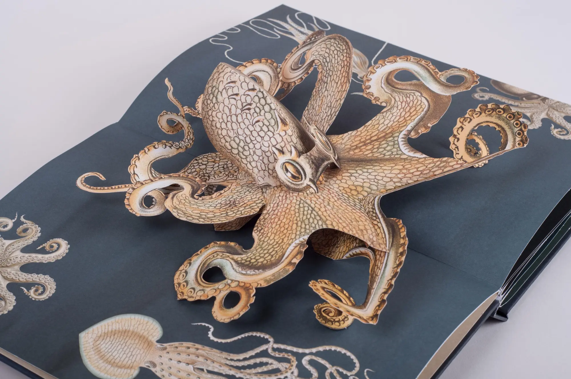 Bild: 9783791372327 | Wunderwesen aus der Tiefe. Ernst Haeckel | Das Pop-up-Buch | Buch