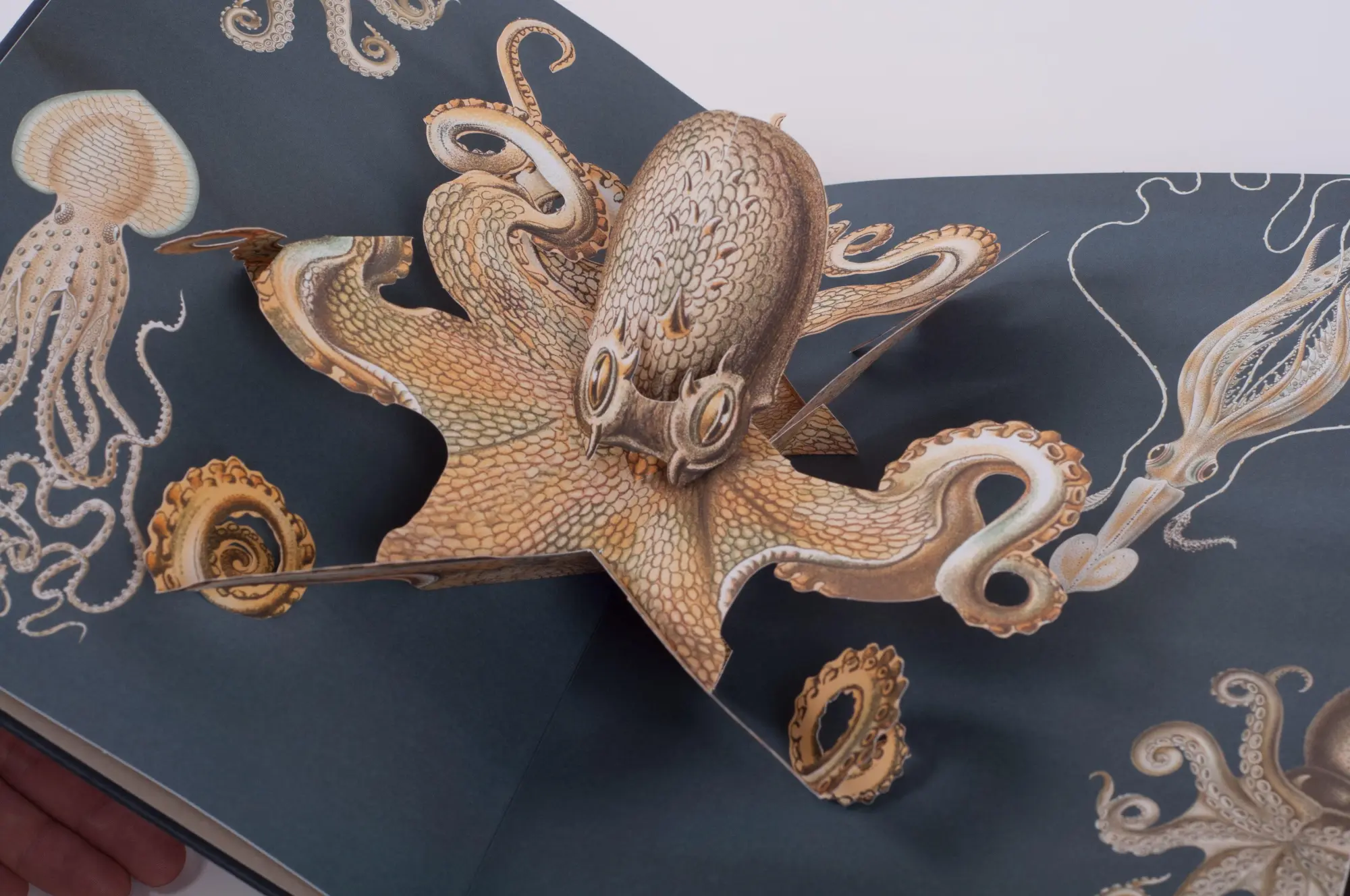 Bild: 9783791372327 | Wunderwesen aus der Tiefe. Ernst Haeckel | Das Pop-up-Buch | Buch