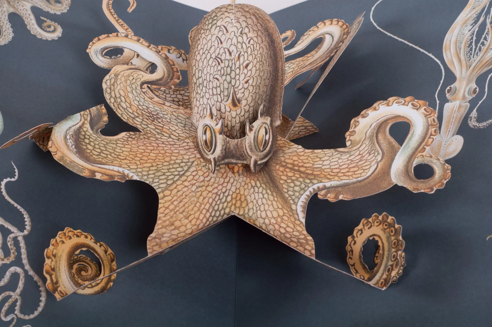 Bild: 9783791372327 | Wunderwesen aus der Tiefe. Ernst Haeckel | Das Pop-up-Buch | Buch