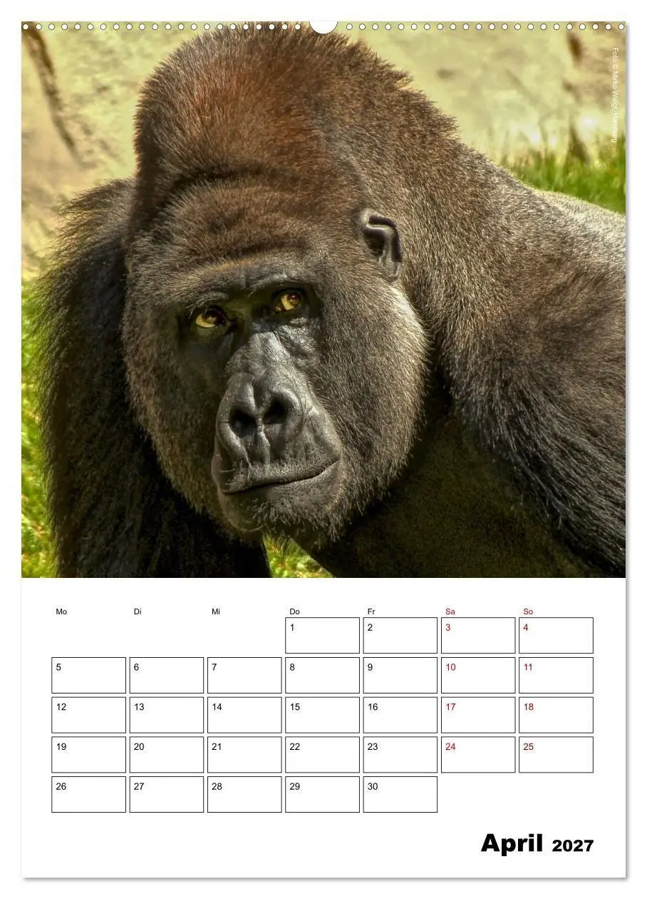 Bild: 9783569842427 | Augenblick der Affen 2027 (hochwertiger Premium Wandkalender 2027...