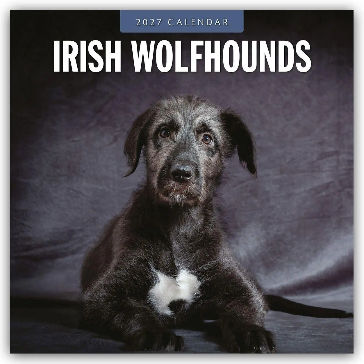 Cover: 9781837012527 | Irish Wolfhounds - Irischer Wolfshund 2027 - 16-Monatskalender | Red