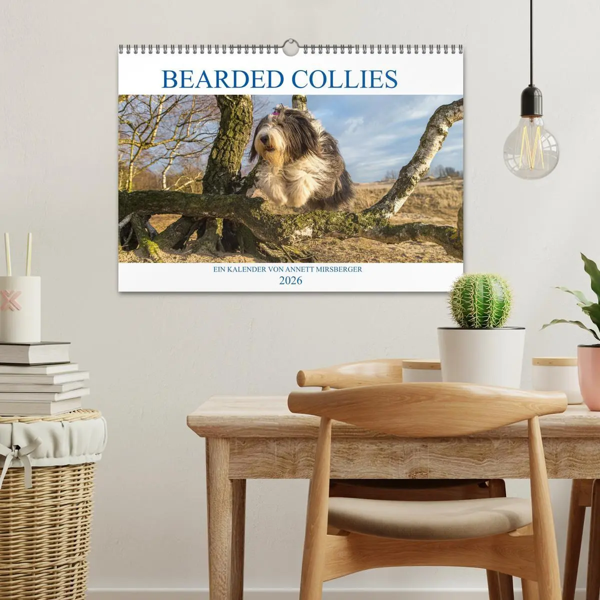 Bild: 9783457892527 | BEARDED COLLIES 2026 (Wandkalender 2026 DIN A3 quer), CALVENDO...