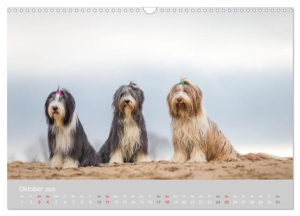 Bild: 9783457892527 | BEARDED COLLIES 2026 (Wandkalender 2026 DIN A3 quer), CALVENDO...