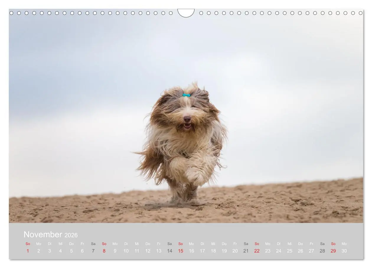 Bild: 9783457892527 | BEARDED COLLIES 2026 (Wandkalender 2026 DIN A3 quer), CALVENDO...
