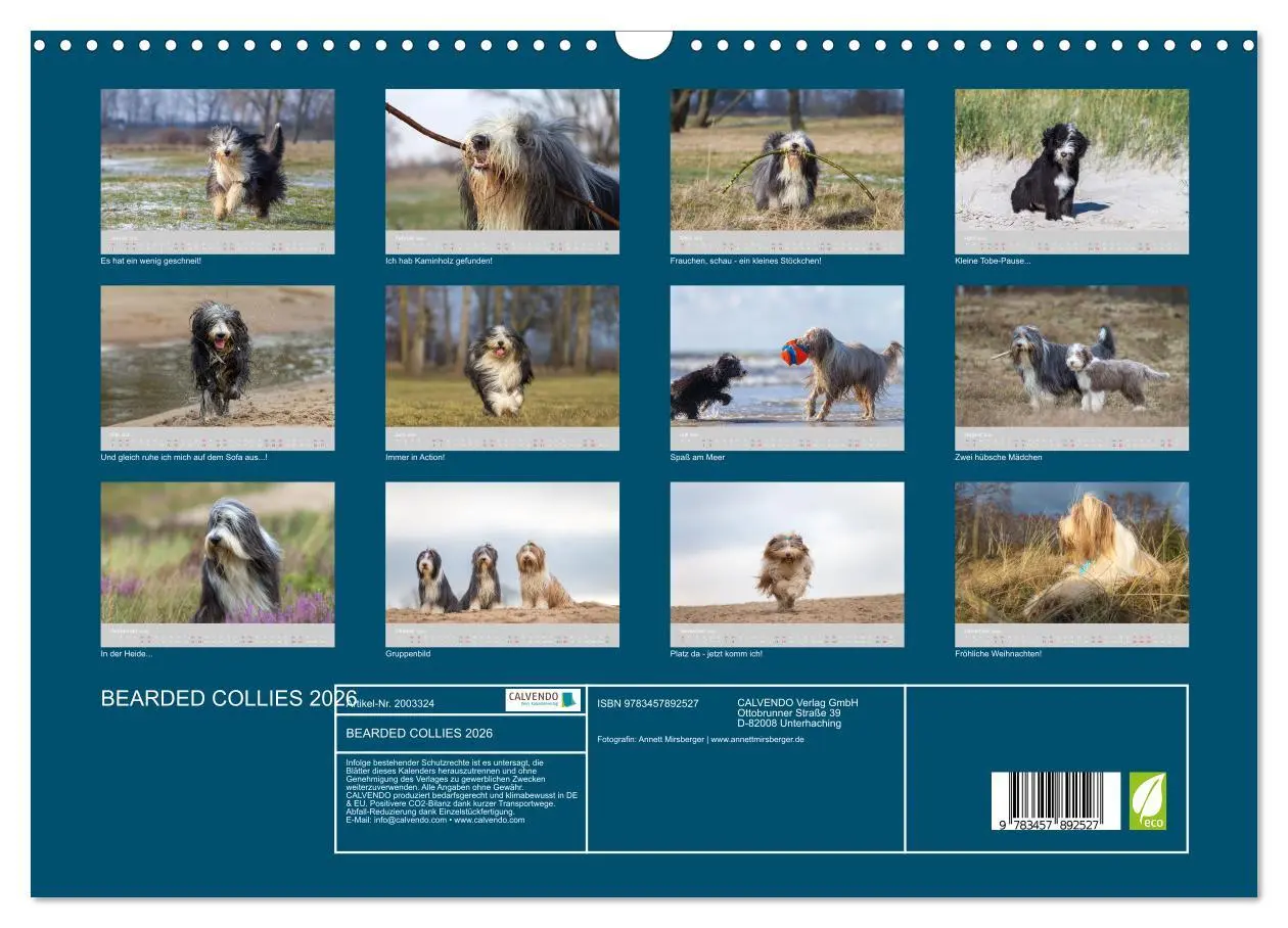 Bild: 9783457892527 | BEARDED COLLIES 2026 (Wandkalender 2026 DIN A3 quer), CALVENDO...