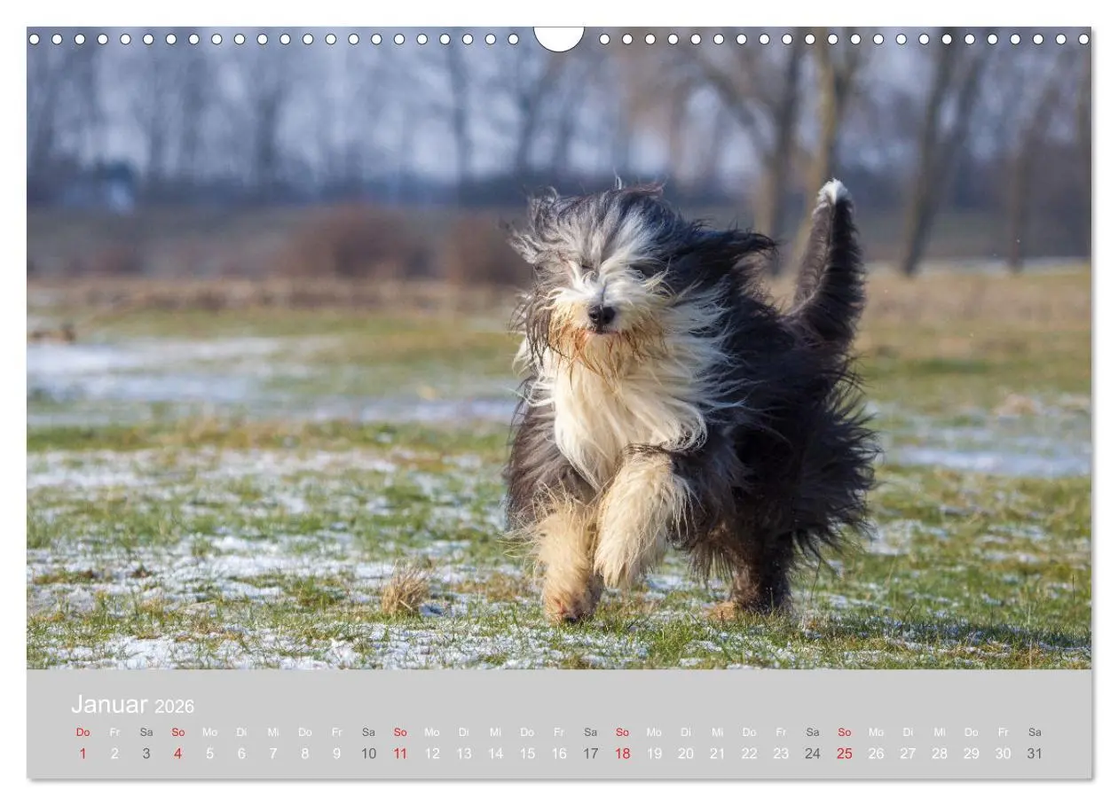 Bild: 9783457892527 | BEARDED COLLIES 2026 (Wandkalender 2026 DIN A3 quer), CALVENDO...