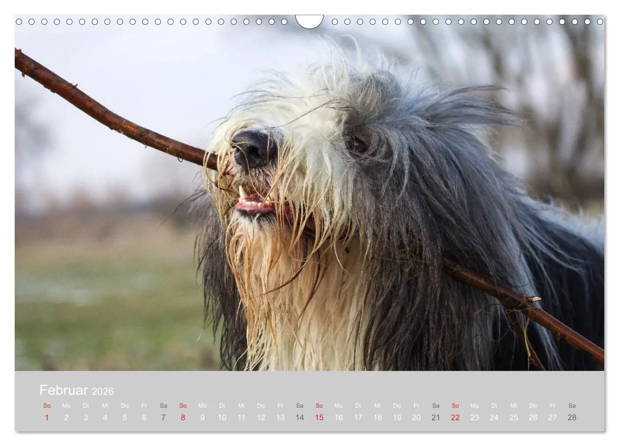 Bild: 9783457892527 | BEARDED COLLIES 2026 (Wandkalender 2026 DIN A3 quer), CALVENDO...