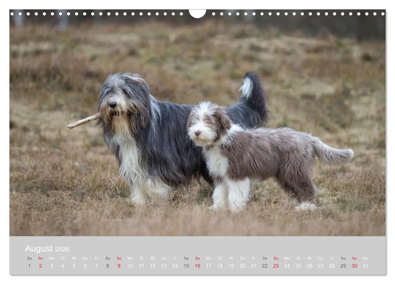Bild: 9783457892527 | BEARDED COLLIES 2026 (Wandkalender 2026 DIN A3 quer), CALVENDO...