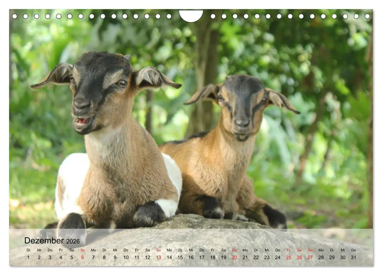 Bild: 9783516052527 | Ziegen. Kluge Freigeister (Wandkalender 2026 DIN A4 quer), CALVENDO...