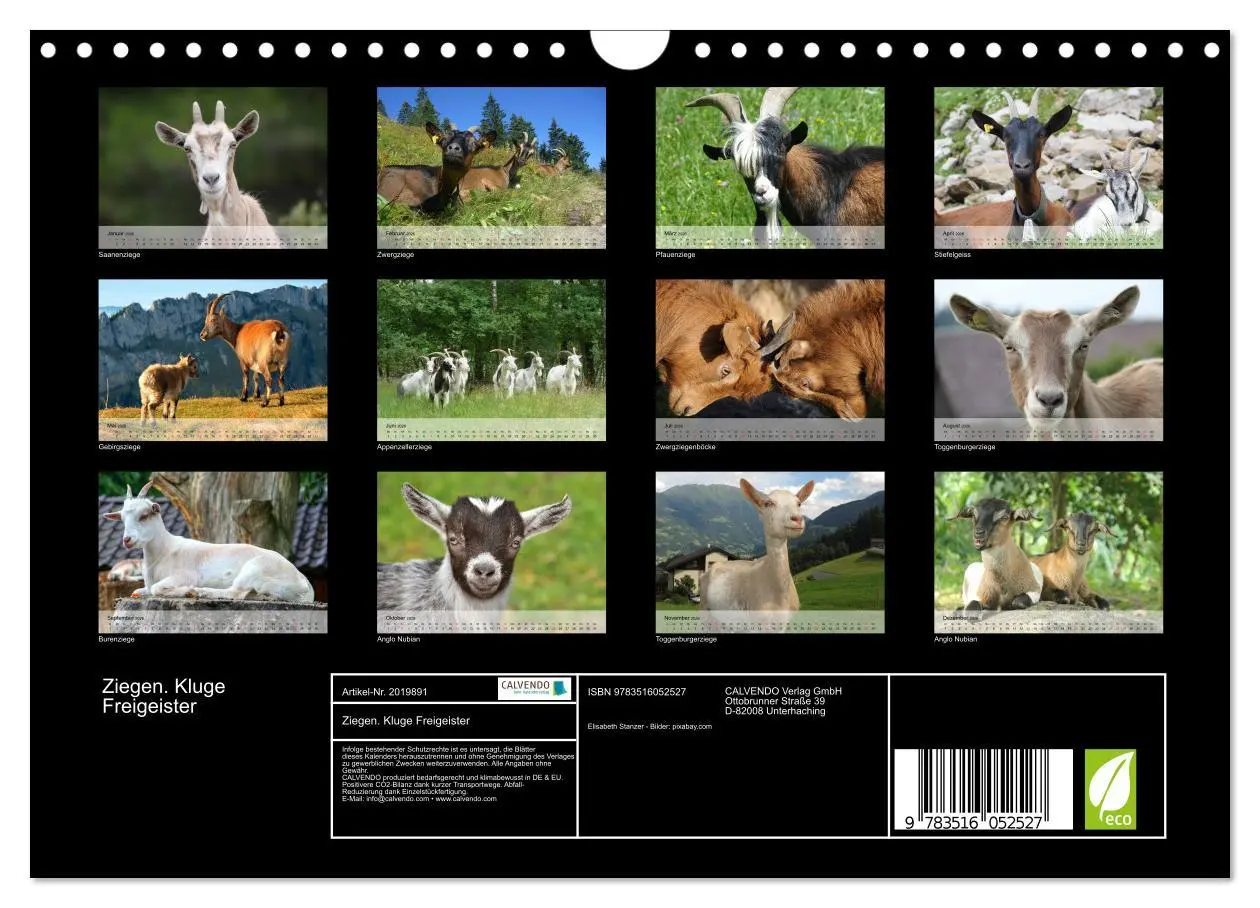 Bild: 9783516052527 | Ziegen. Kluge Freigeister (Wandkalender 2026 DIN A4 quer), CALVENDO...