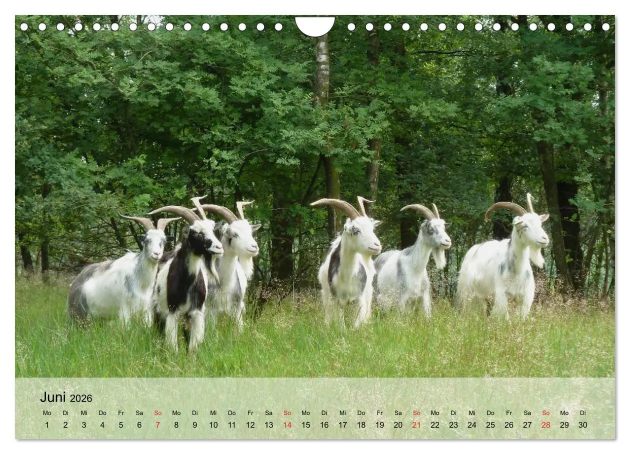 Bild: 9783516052527 | Ziegen. Kluge Freigeister (Wandkalender 2026 DIN A4 quer), CALVENDO...