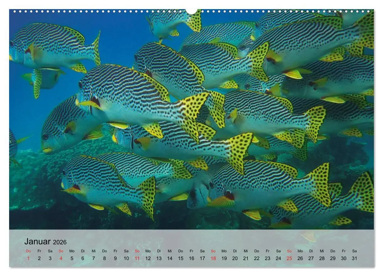 Bild: 9783516042627 | In der Meerestiefe. Fische und Korallen im ewigen Blau...