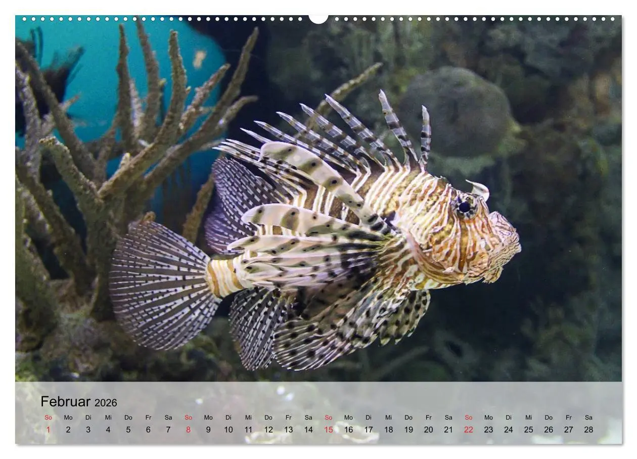 Bild: 9783516042627 | In der Meerestiefe. Fische und Korallen im ewigen Blau...