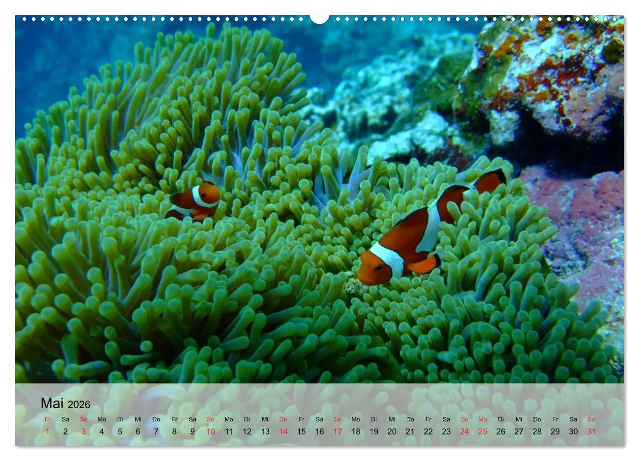 Bild: 9783516042627 | In der Meerestiefe. Fische und Korallen im ewigen Blau...