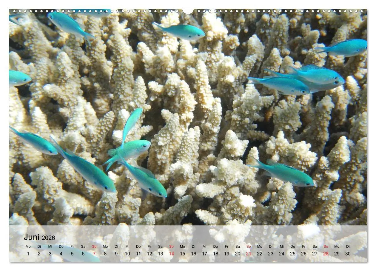 Bild: 9783516042627 | In der Meerestiefe. Fische und Korallen im ewigen Blau...