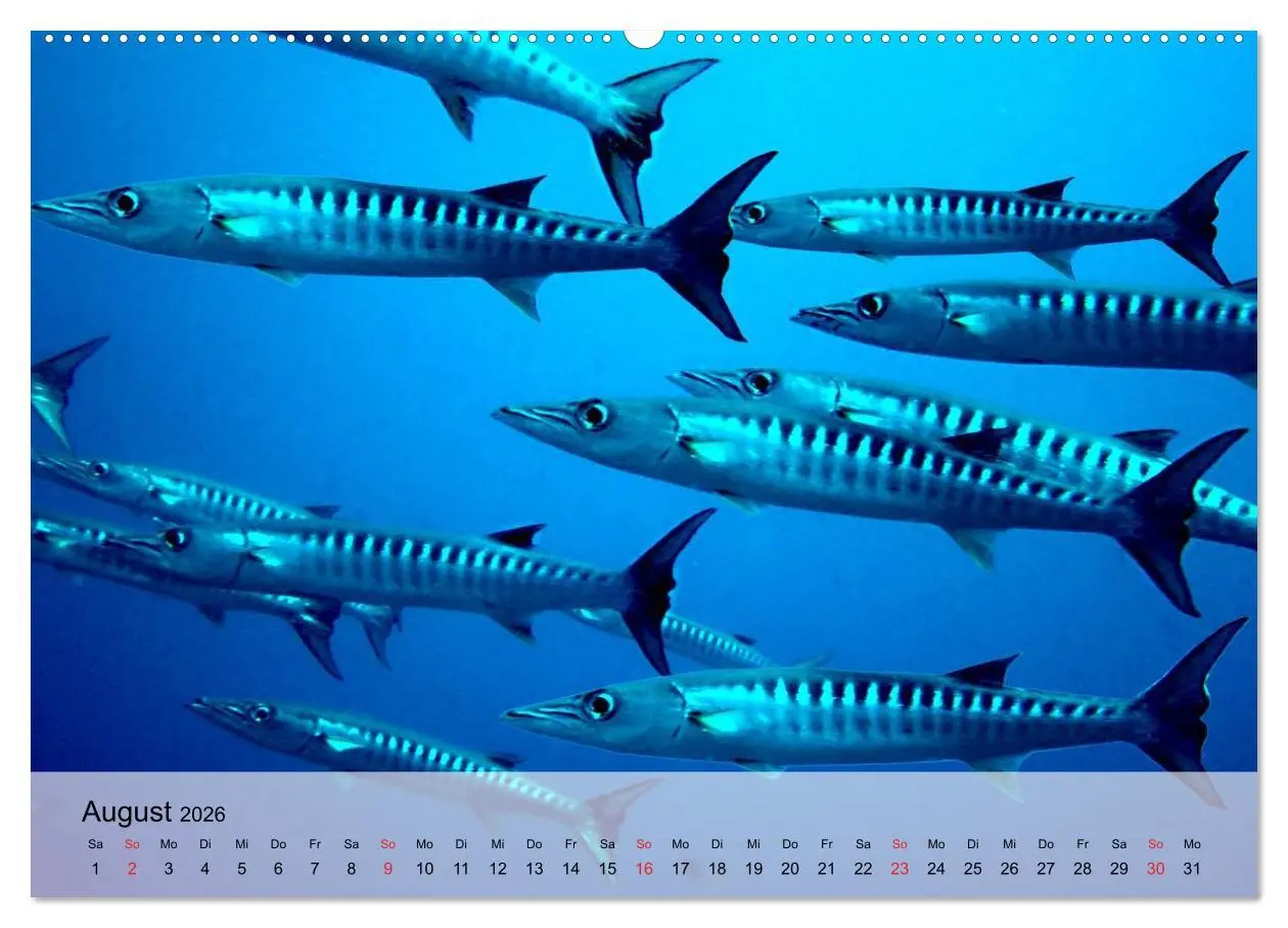 Bild: 9783516042627 | In der Meerestiefe. Fische und Korallen im ewigen Blau...