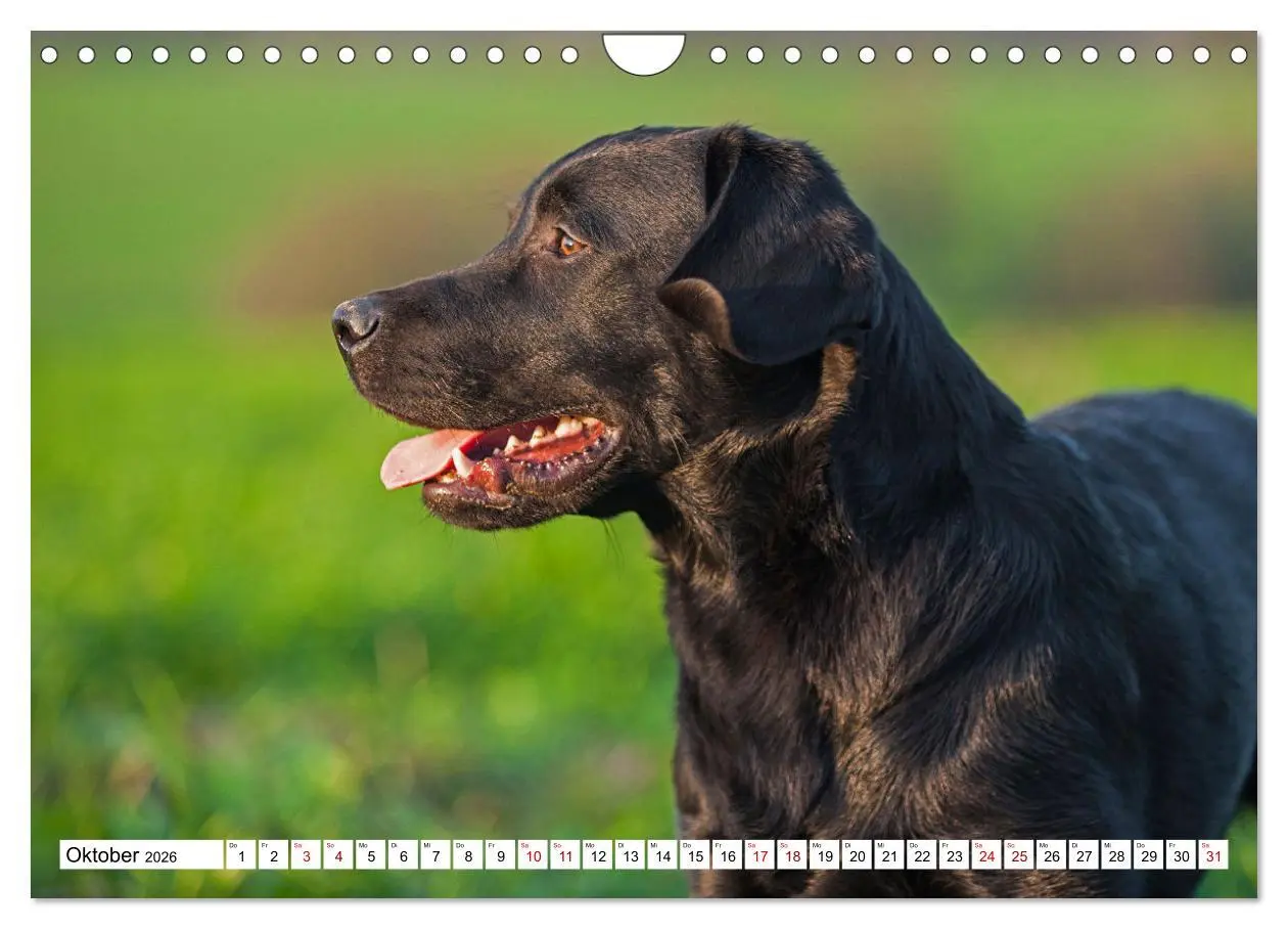 Bild: 9783457632727 | Labrador Retriever - Ein Freund für´s Leben (Wandkalender 2026 DIN...