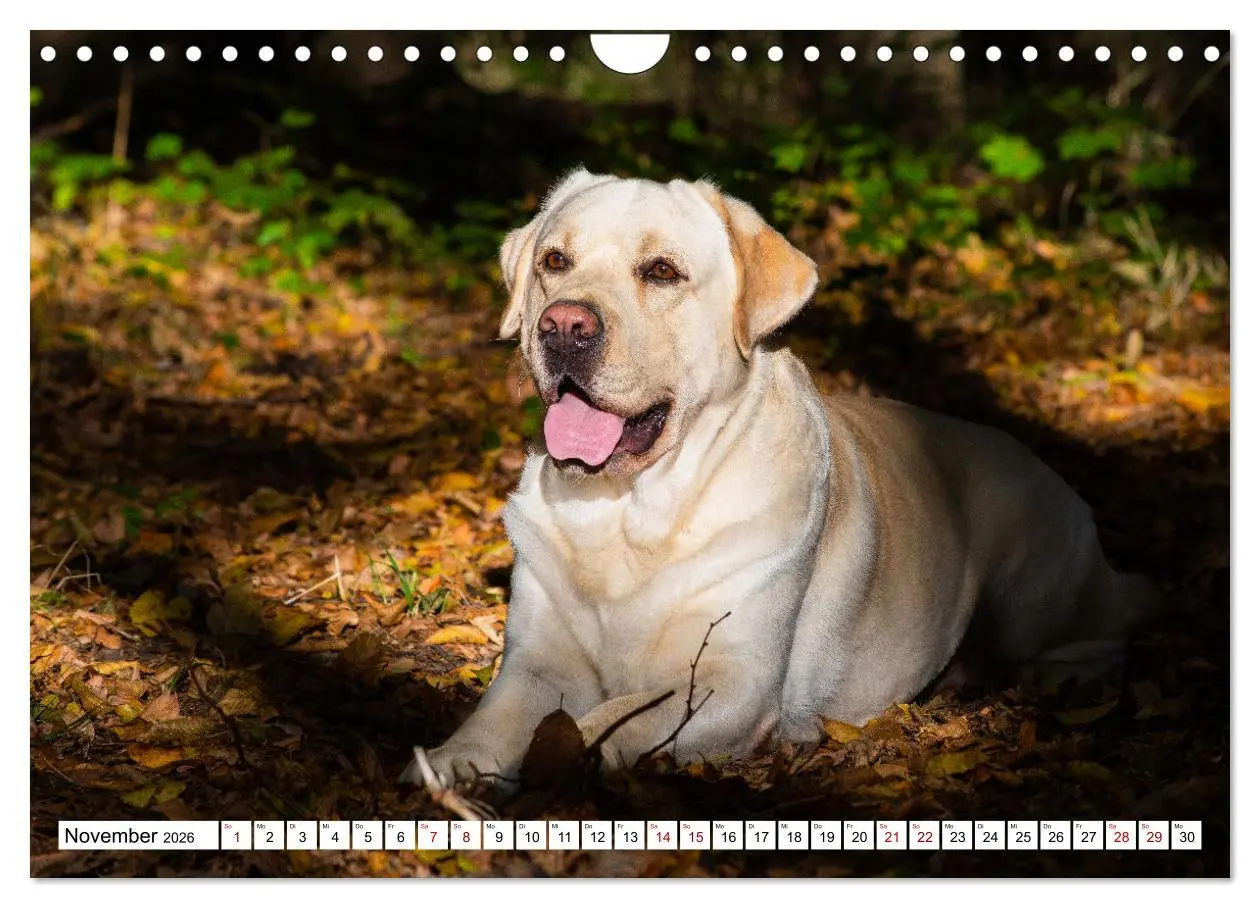 Bild: 9783457632727 | Labrador Retriever - Ein Freund für´s Leben (Wandkalender 2026 DIN...