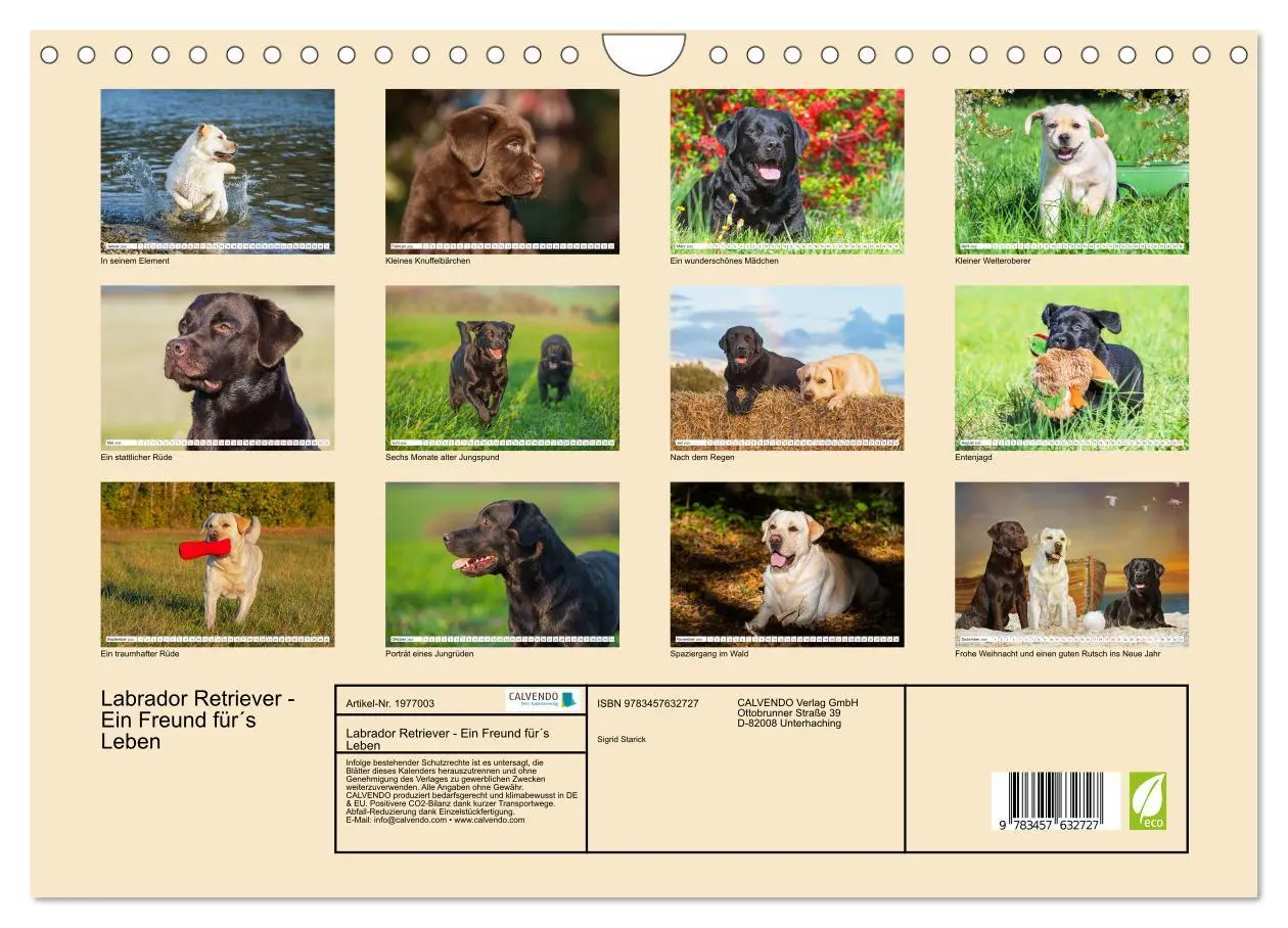 Bild: 9783457632727 | Labrador Retriever - Ein Freund für´s Leben (Wandkalender 2026 DIN...