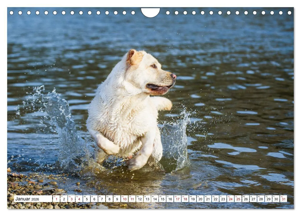 Bild: 9783457632727 | Labrador Retriever - Ein Freund für´s Leben (Wandkalender 2026 DIN...