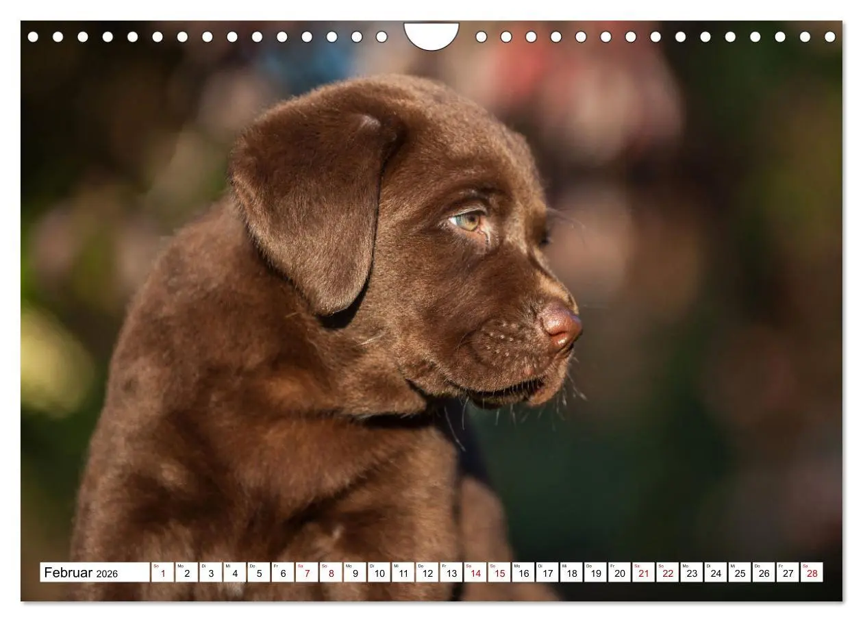 Bild: 9783457632727 | Labrador Retriever - Ein Freund für´s Leben (Wandkalender 2026 DIN...