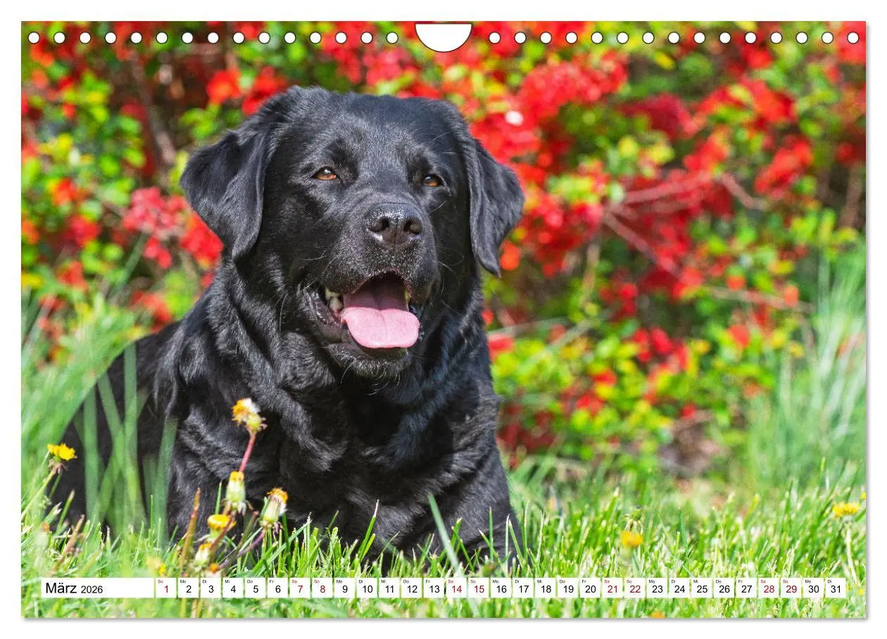 Bild: 9783457632727 | Labrador Retriever - Ein Freund für´s Leben (Wandkalender 2026 DIN...