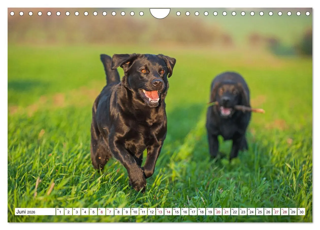 Bild: 9783457632727 | Labrador Retriever - Ein Freund für´s Leben (Wandkalender 2026 DIN...