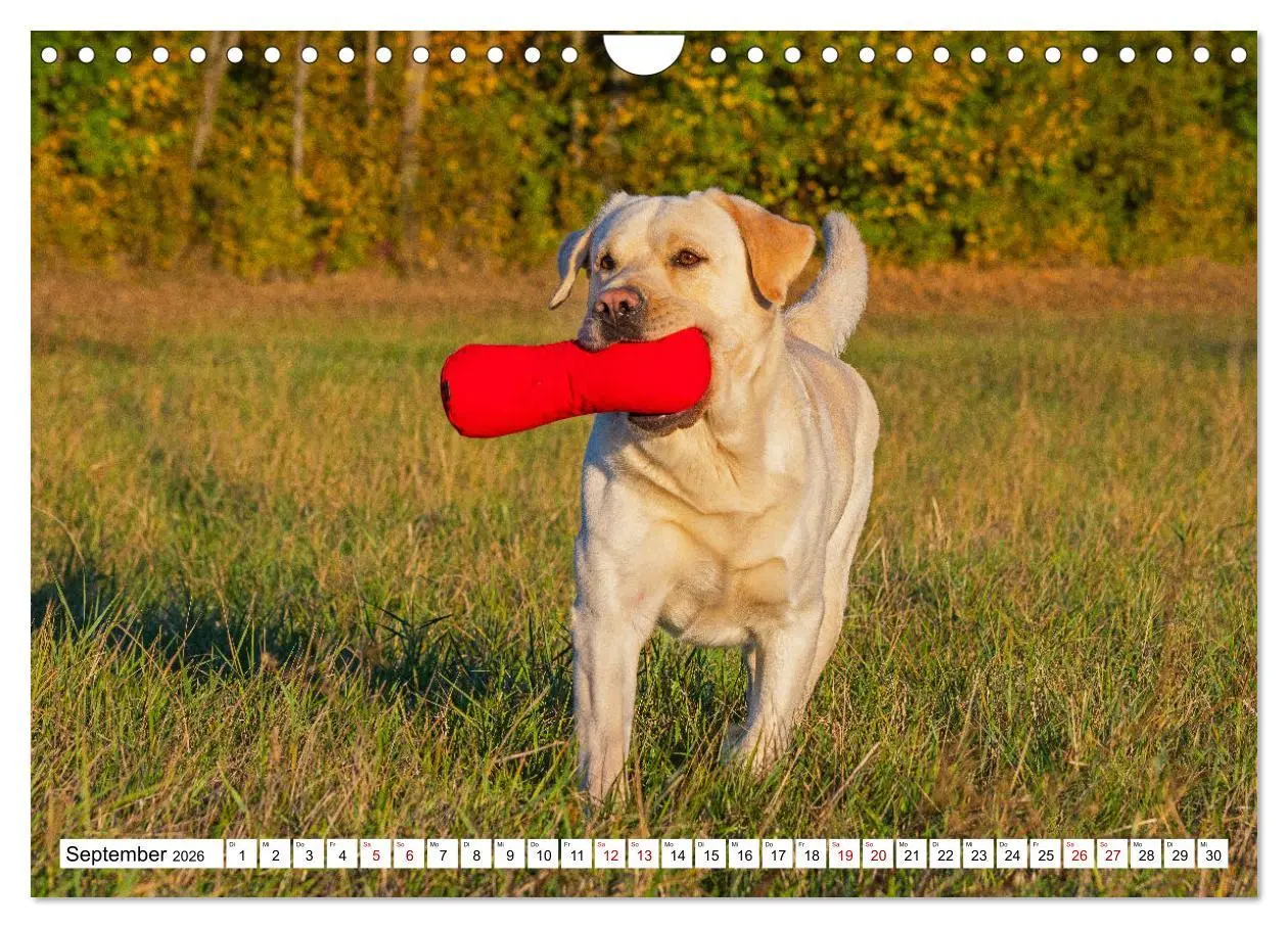 Bild: 9783457632727 | Labrador Retriever - Ein Freund für´s Leben (Wandkalender 2026 DIN...