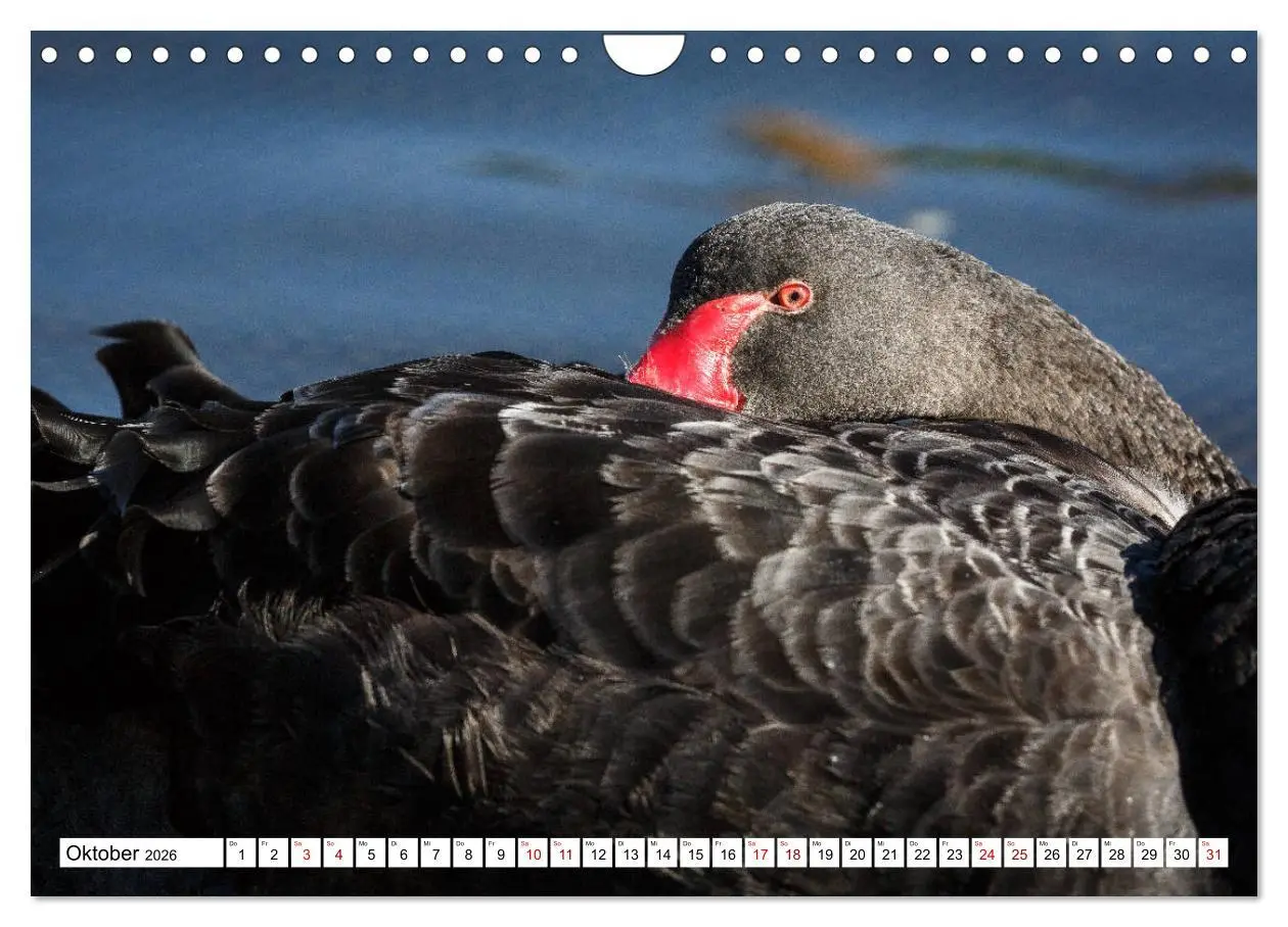 Bild: 9783457792827 | Wildlife Australien (Wandkalender 2026 DIN A4 quer), CALVENDO...