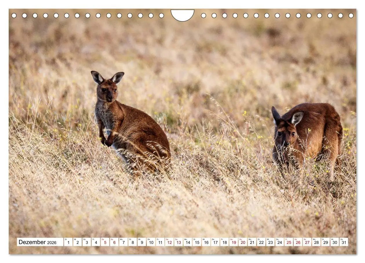 Bild: 9783457792827 | Wildlife Australien (Wandkalender 2026 DIN A4 quer), CALVENDO...