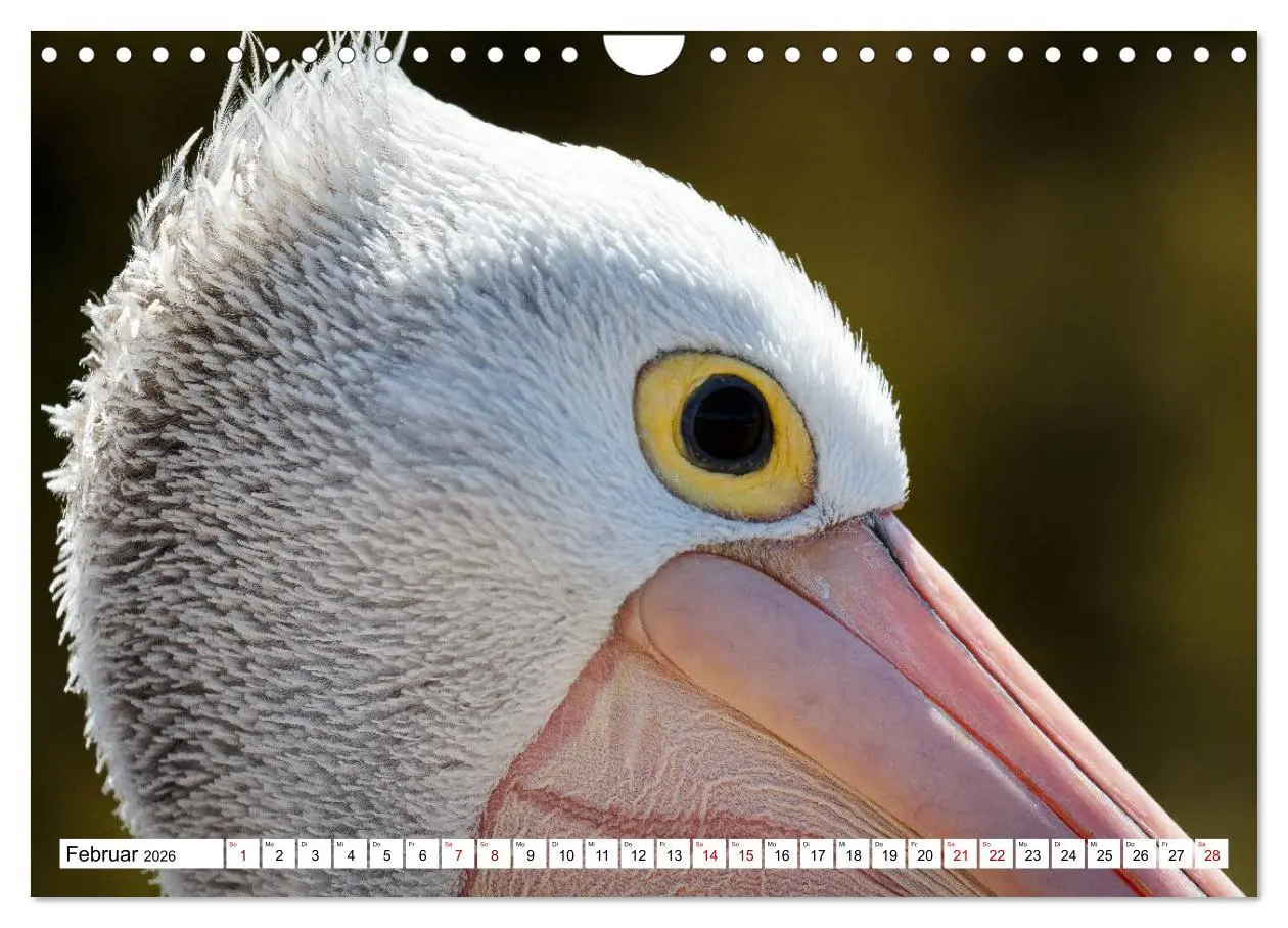 Bild: 9783457792827 | Wildlife Australien (Wandkalender 2026 DIN A4 quer), CALVENDO...