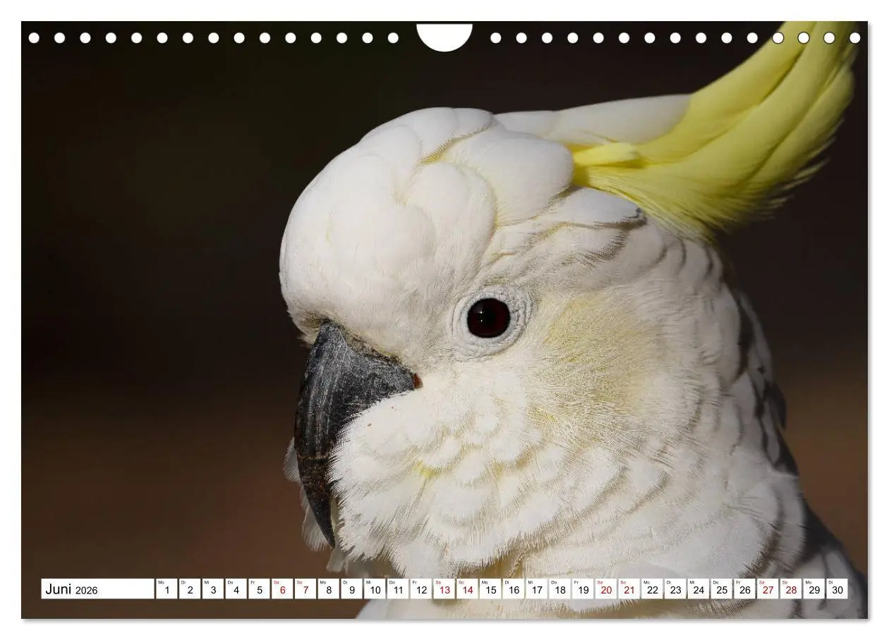 Bild: 9783457792827 | Wildlife Australien (Wandkalender 2026 DIN A4 quer), CALVENDO...