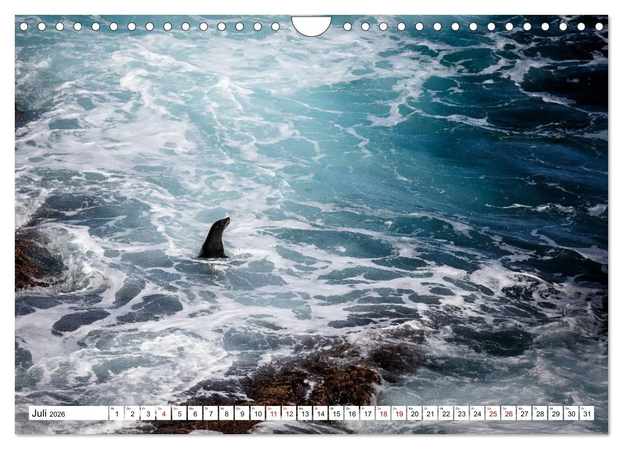 Bild: 9783457792827 | Wildlife Australien (Wandkalender 2026 DIN A4 quer), CALVENDO...