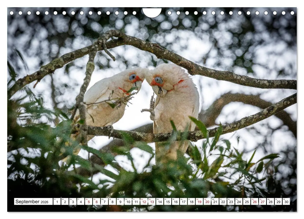 Bild: 9783457792827 | Wildlife Australien (Wandkalender 2026 DIN A4 quer), CALVENDO...