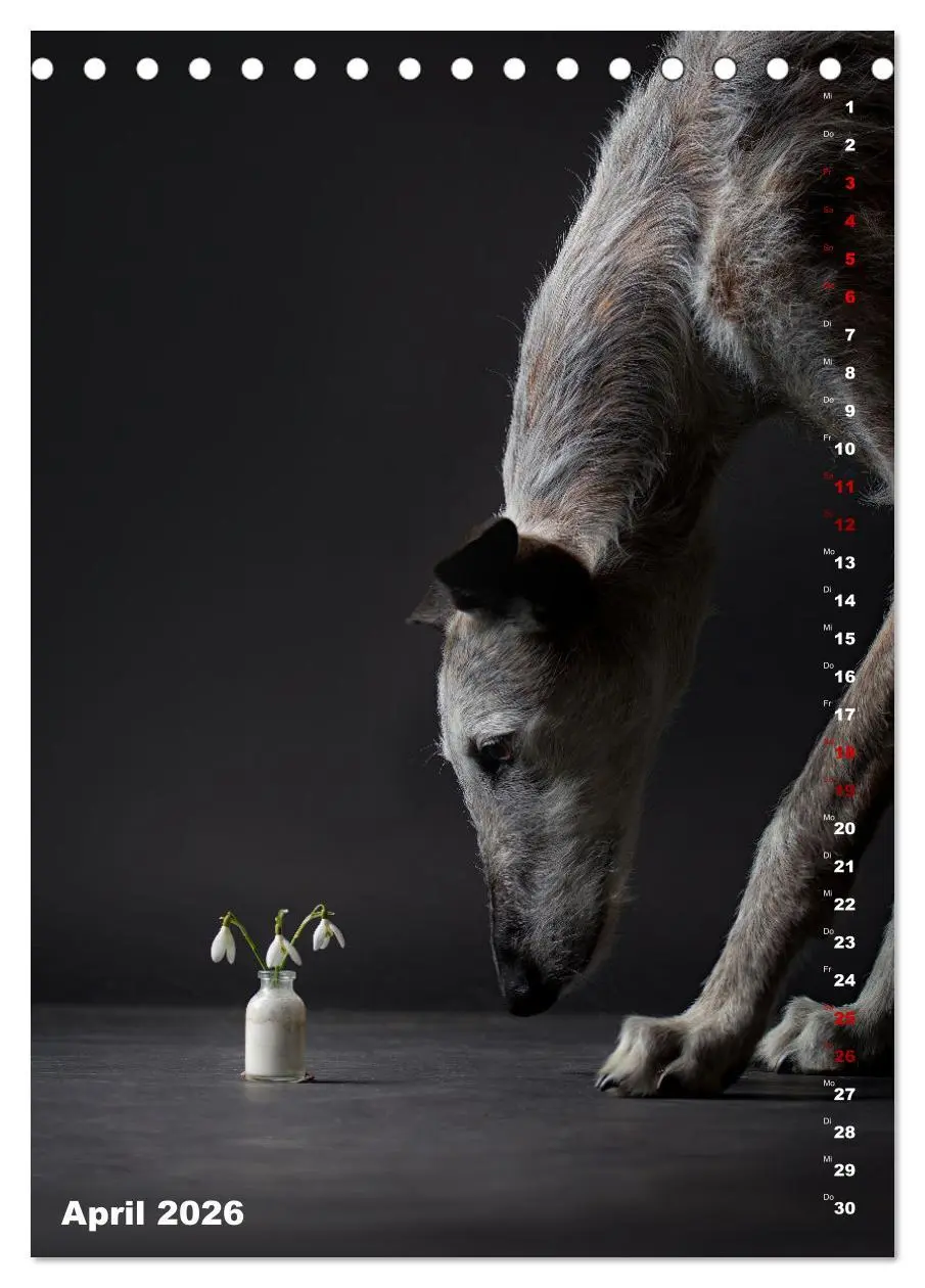 Bild: 9783457302927 | dogmuse deluxe (Tischkalender 2026 DIN A5 hoch), CALVENDO...