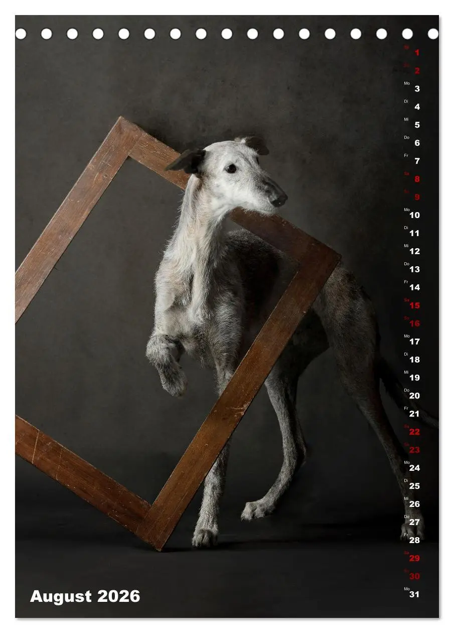 Bild: 9783457302927 | dogmuse deluxe (Tischkalender 2026 DIN A5 hoch), CALVENDO...