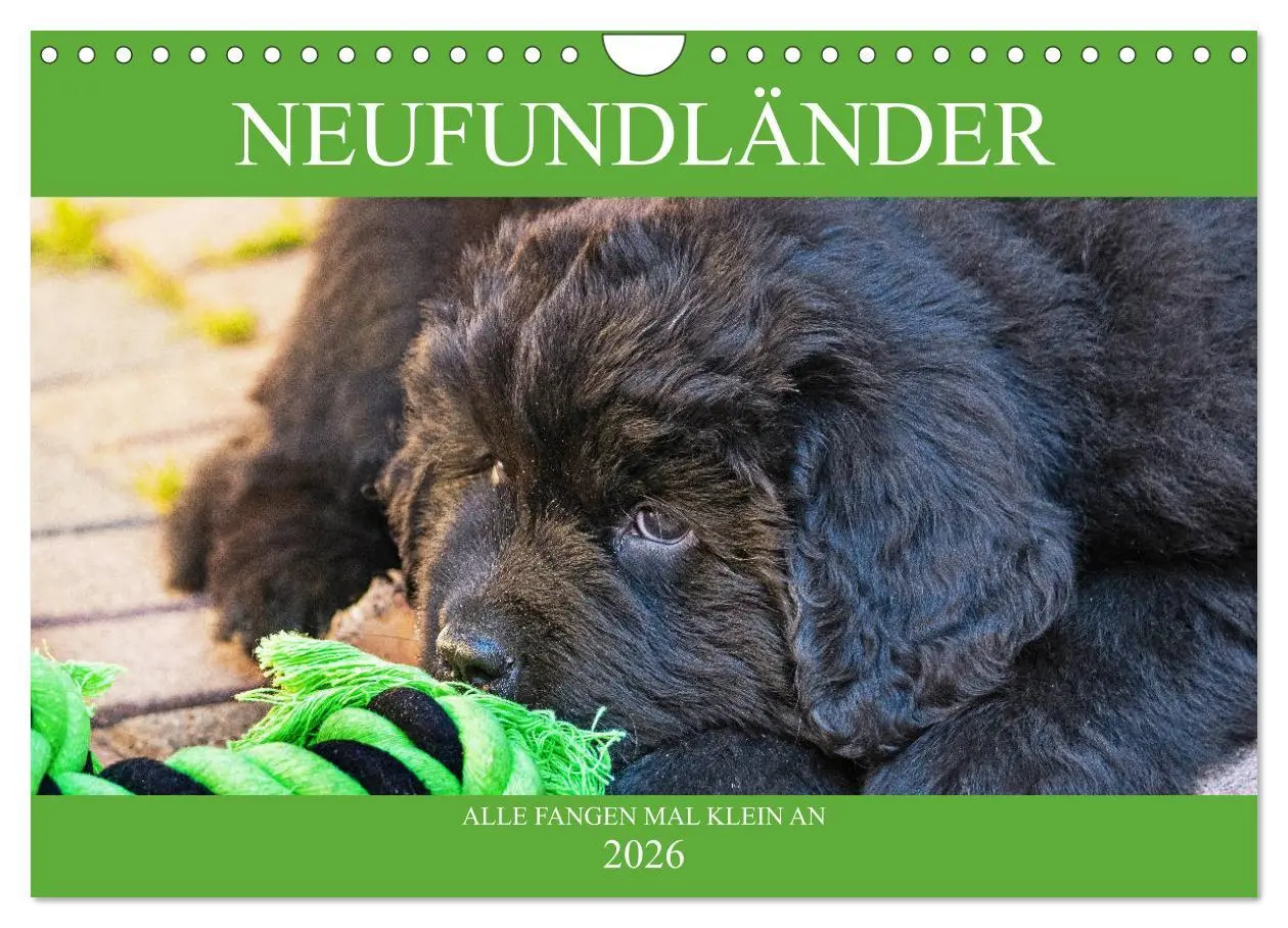 Cover: 9783457782927 | Neufundländer - Alle fangen mal klein an (Wandkalender 2026 DIN A4...