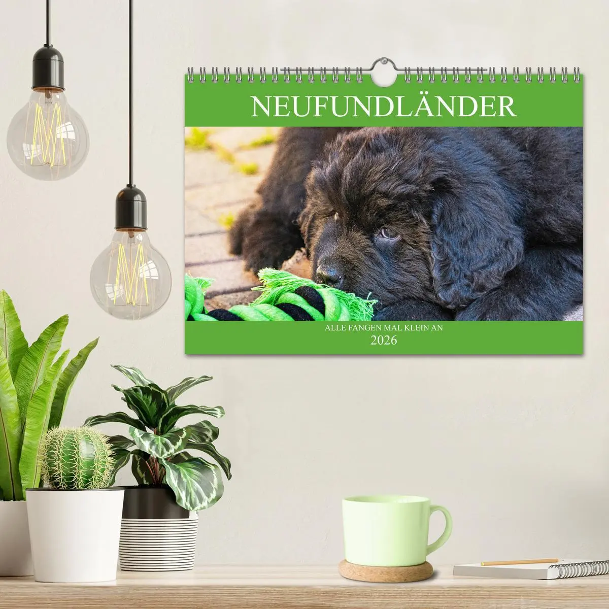Bild: 9783457782927 | Neufundländer - Alle fangen mal klein an (Wandkalender 2026 DIN A4...