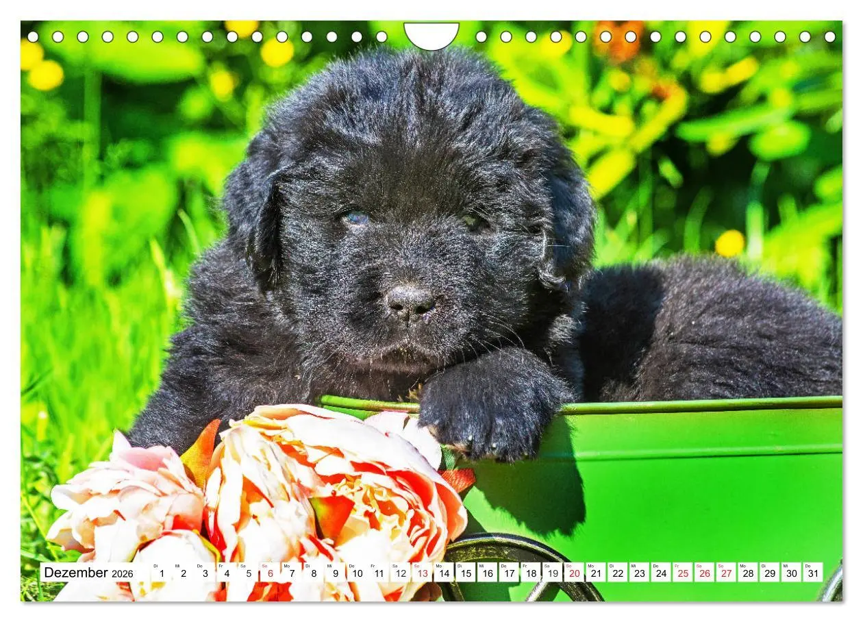 Bild: 9783457782927 | Neufundländer - Alle fangen mal klein an (Wandkalender 2026 DIN A4...