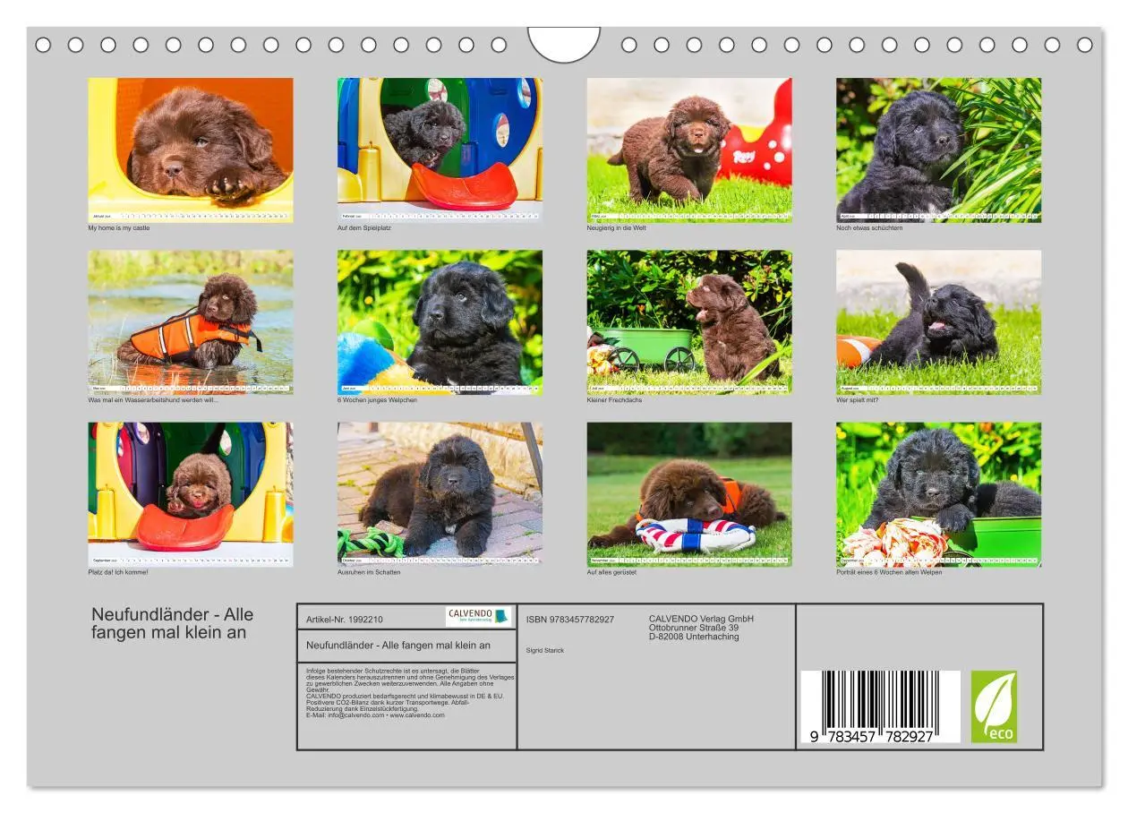 Bild: 9783457782927 | Neufundländer - Alle fangen mal klein an (Wandkalender 2026 DIN A4...