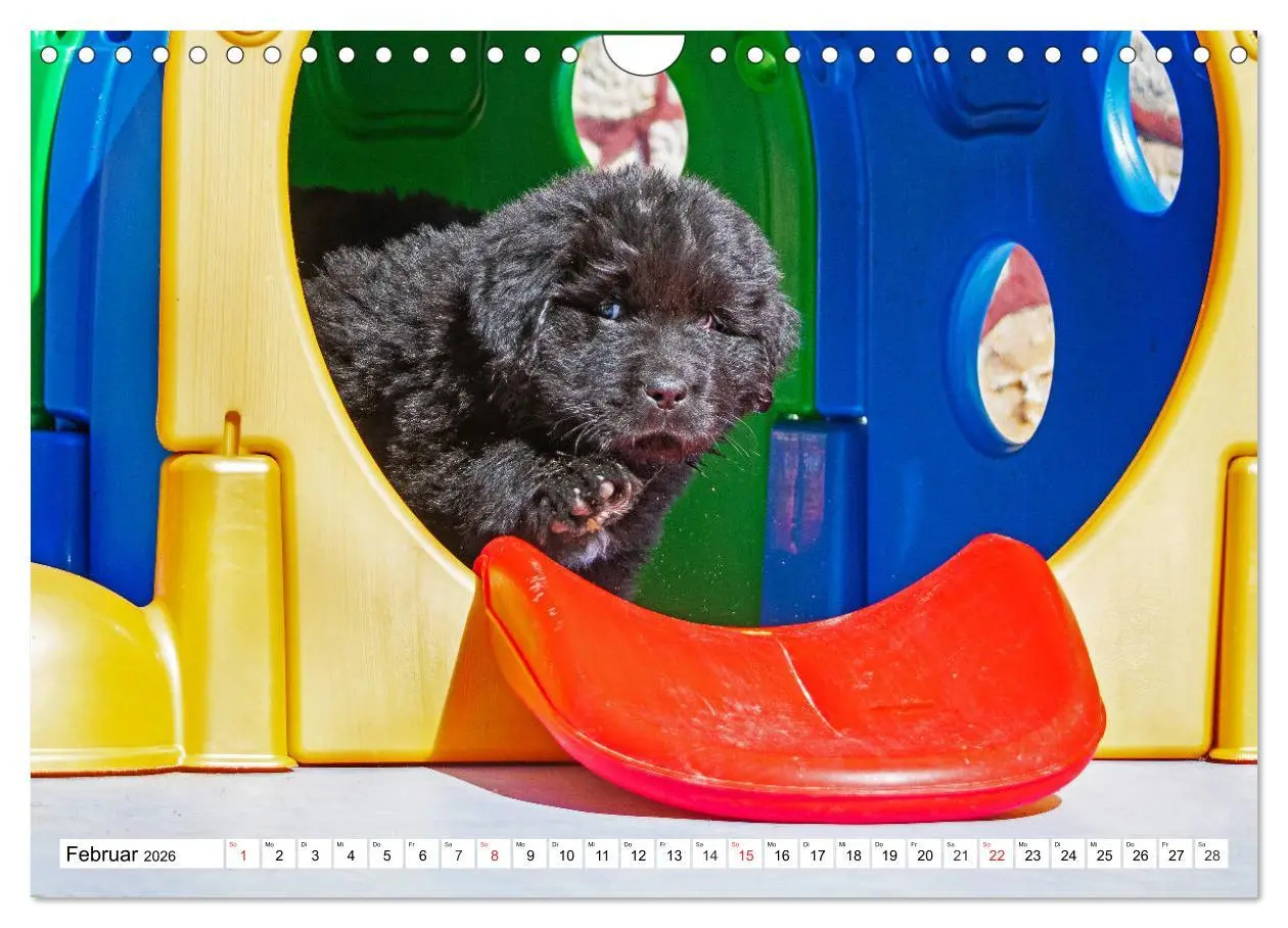 Bild: 9783457782927 | Neufundländer - Alle fangen mal klein an (Wandkalender 2026 DIN A4...