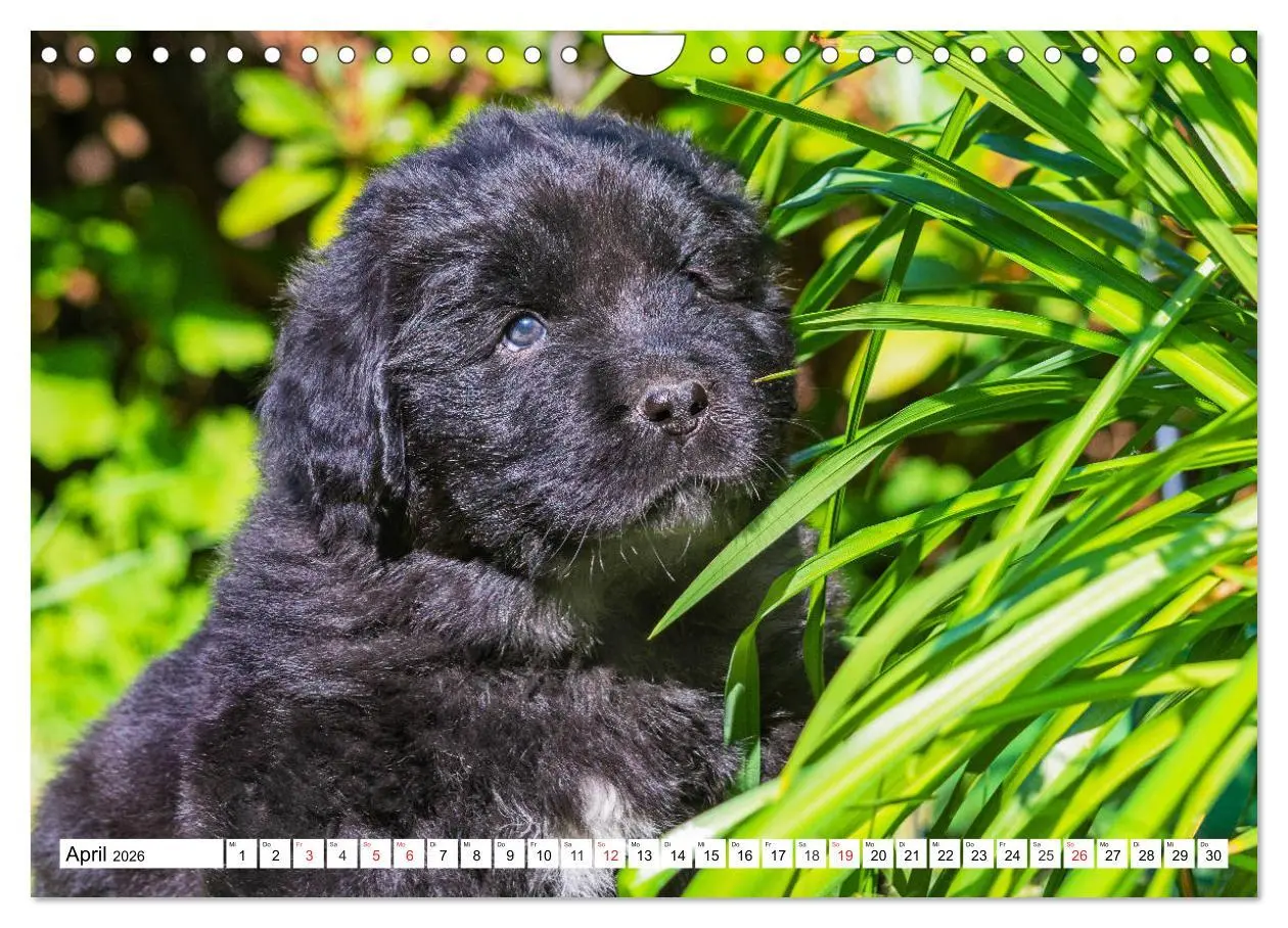 Bild: 9783457782927 | Neufundländer - Alle fangen mal klein an (Wandkalender 2026 DIN A4...
