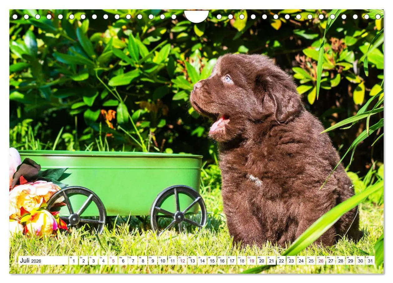 Bild: 9783457782927 | Neufundländer - Alle fangen mal klein an (Wandkalender 2026 DIN A4...