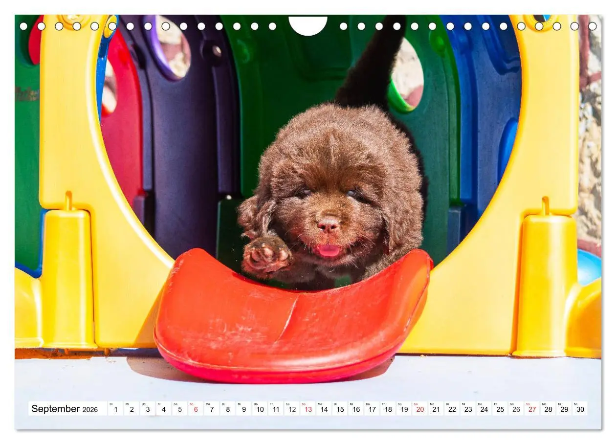 Bild: 9783457782927 | Neufundländer - Alle fangen mal klein an (Wandkalender 2026 DIN A4...