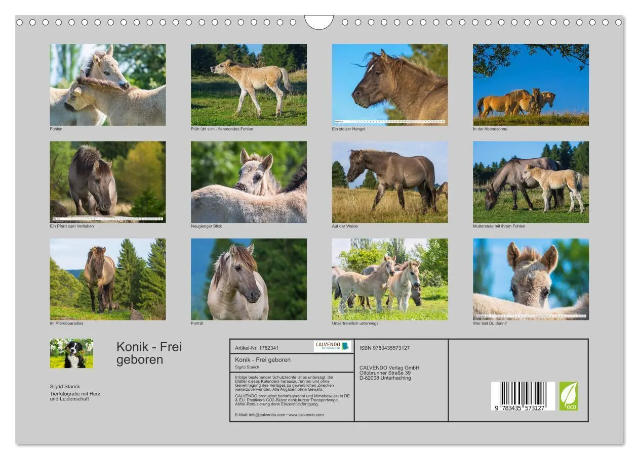 Bild: 9783435573127 | Konik - Frei geboren (Wandkalender 2025 DIN A3 quer), CALVENDO...