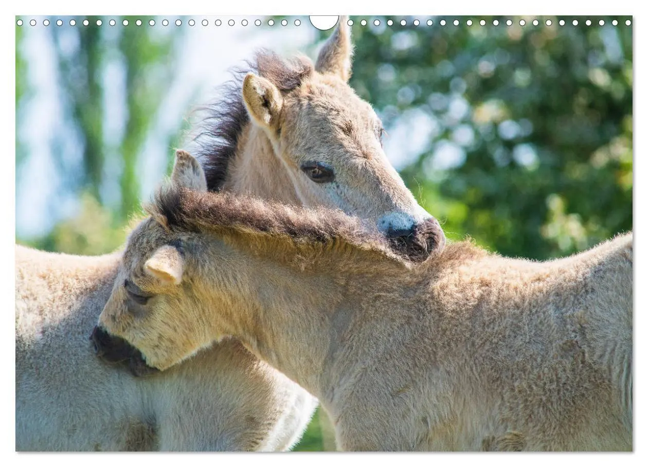 Bild: 9783435573127 | Konik - Frei geboren (Wandkalender 2025 DIN A3 quer), CALVENDO...