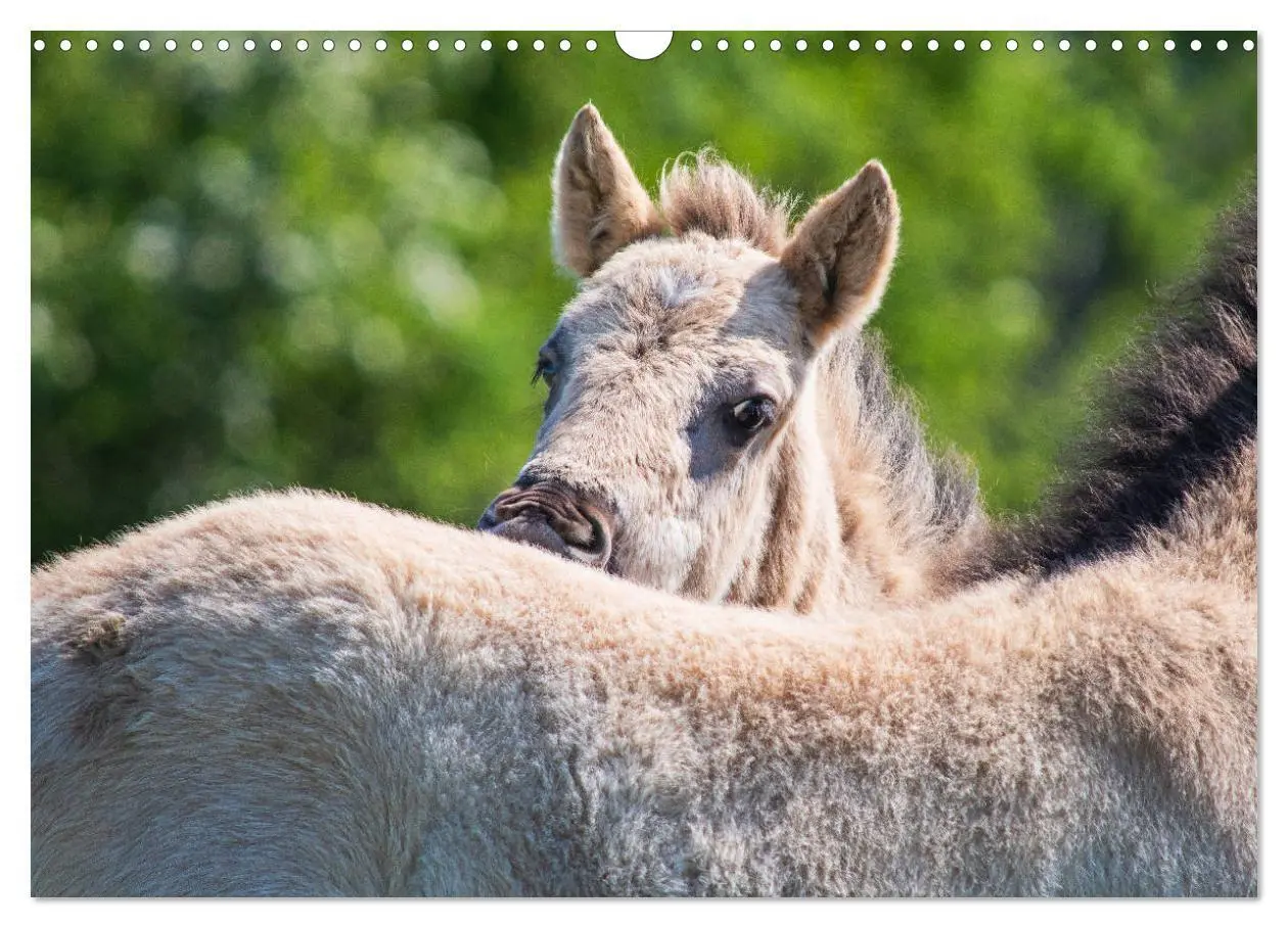 Bild: 9783435573127 | Konik - Frei geboren (Wandkalender 2025 DIN A3 quer), CALVENDO...