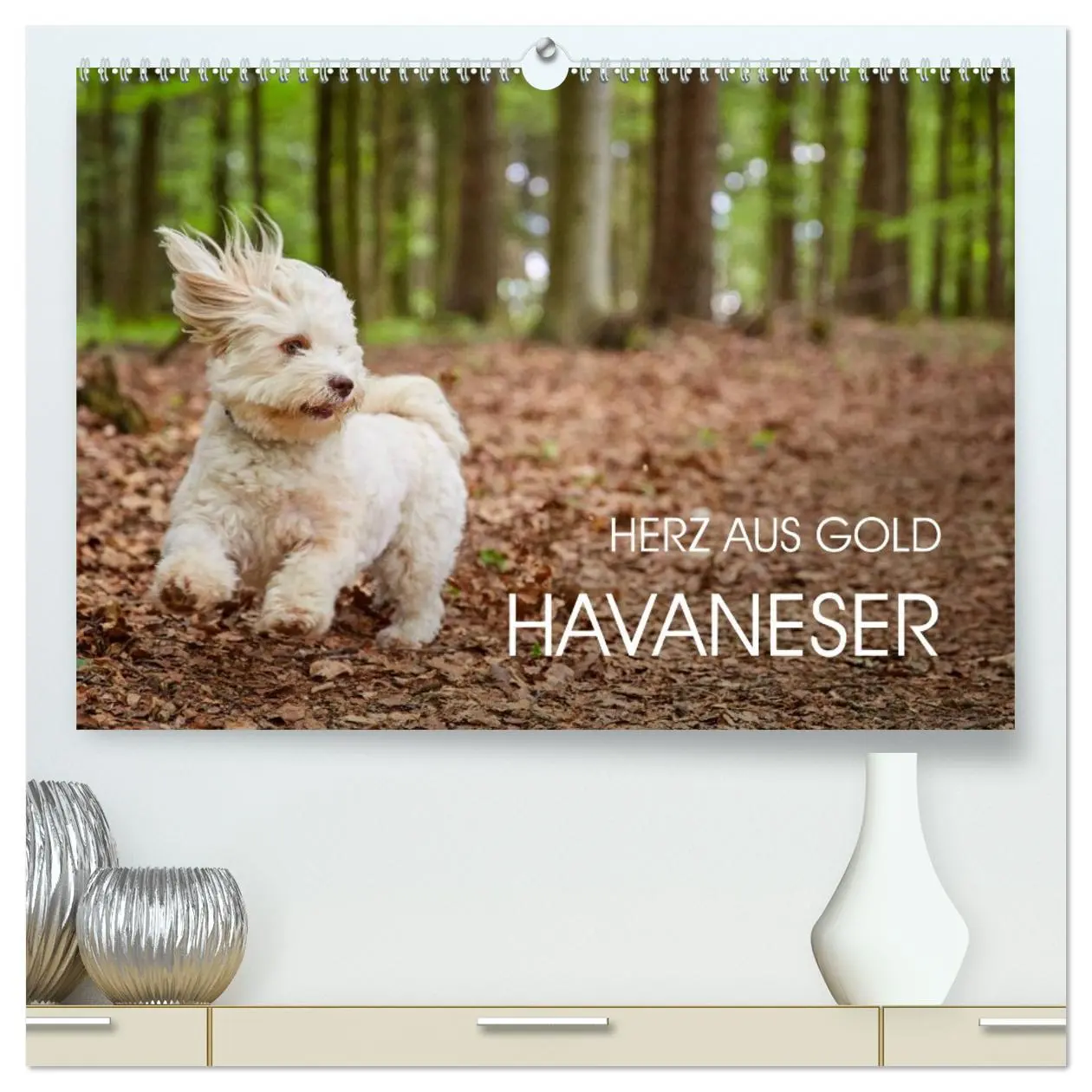 Cover: 9783457973127 | Havaneser - Herz aus Gold (hochwertiger Premium Wandkalender 2026...
