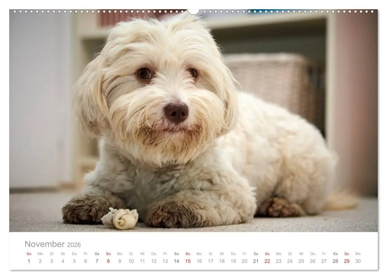 Bild: 9783457973127 | Havaneser - Herz aus Gold (hochwertiger Premium Wandkalender 2026...