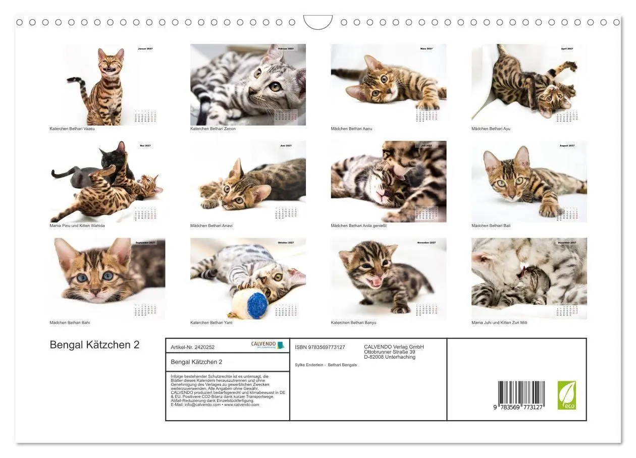 Bild: 9783569773127 | Bengal Kätzchen 2 (Wandkalender 2027 DIN A3 quer), CALVENDO...